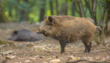 Hallados dos casos de PPA en jabalíes silvestres en Bellaterra (Barcelona) - INTERPORC