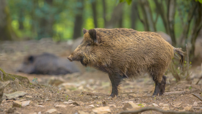 Hallados dos casos de PPA en jabalíes silvestres en Bellaterra (Barcelona) - INTERPORC