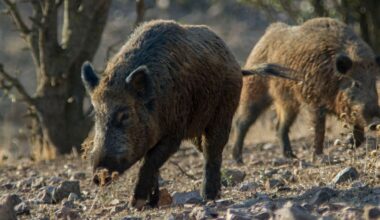 La Consellería solicita al Gobierno que movilice a la UME tras los casos de peste porcina en Cataluña | SER Catalunya