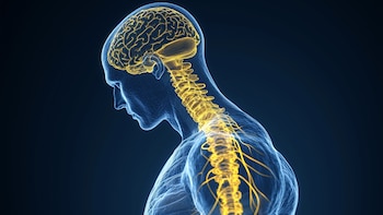 Investigadores de la Universitat de