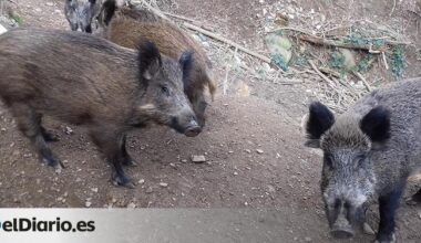 Catalunya detecta cuatro nuevos casos de peste porcina africana y cierra los bosques de 12 municipios