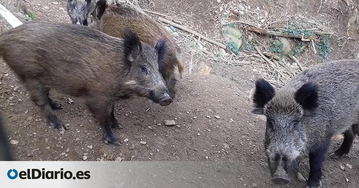 Catalunya detecta cuatro nuevos casos de peste porcina africana y cierra los bosques de 12 municipios