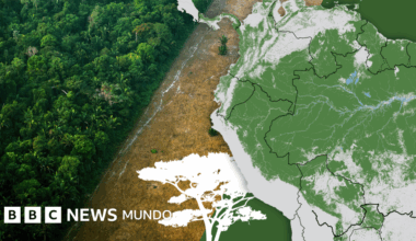 Los gráficos, mapas y fotos que muestran la lenta muerte de la Amazonía y por qué el mundo debería preocuparse