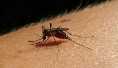 qué es, cómo se transmite y síntomas en las personas