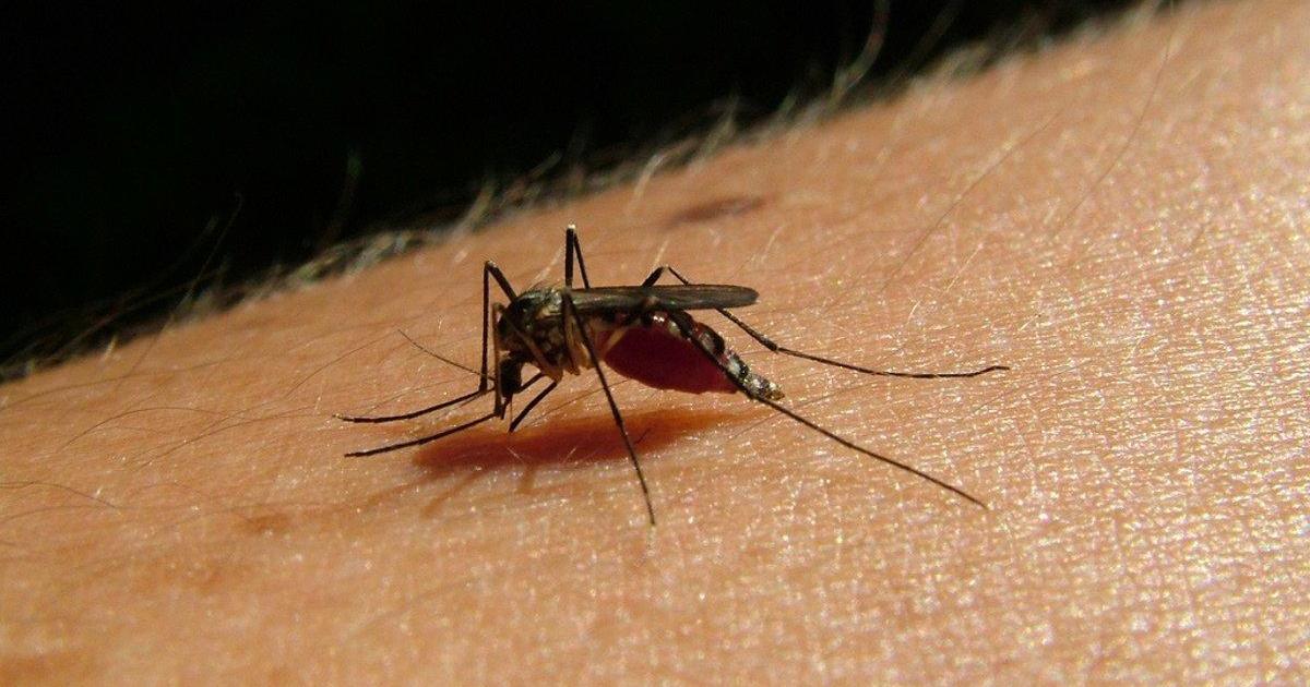 qué es, cómo se transmite y síntomas en las personas