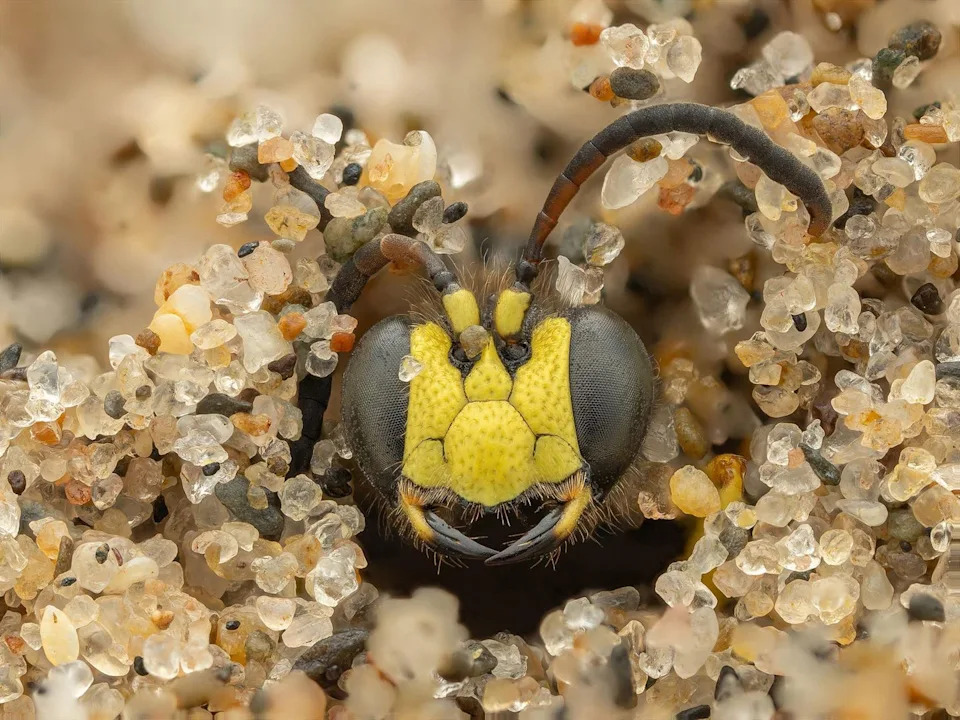 Una avispa de arena asomando la cabeza de su madriguera en un día lluvioso en Gales.