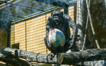 La investigación en santuarios, y