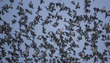 Bandada de estorninos fotografiada en ses Salines de Eivissa.