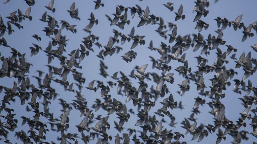 Bandada de estorninos fotografiada en ses Salines de Eivissa.