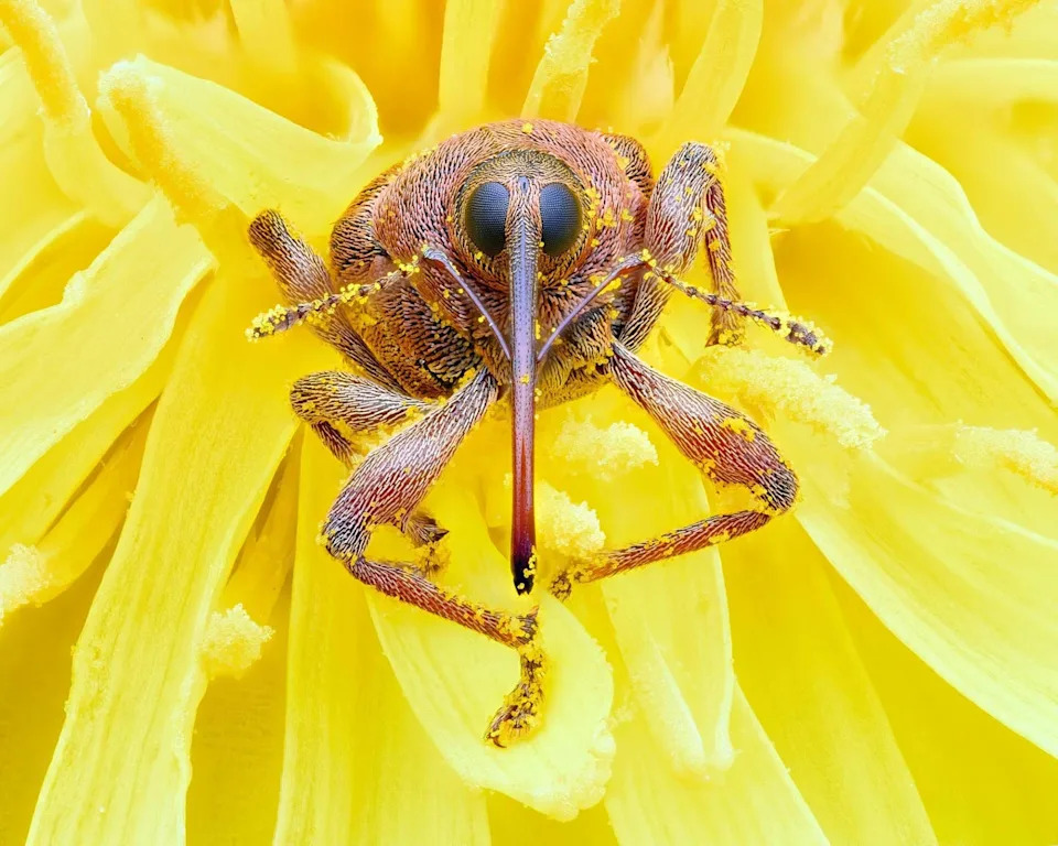 Un gorgojo de las bellotas dentro de una flor de diente de león: Concurso de fotografía de primer plano.