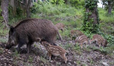 La peste porcina africana obliga a bloquear las exportaciones de cerdo a 40 países
