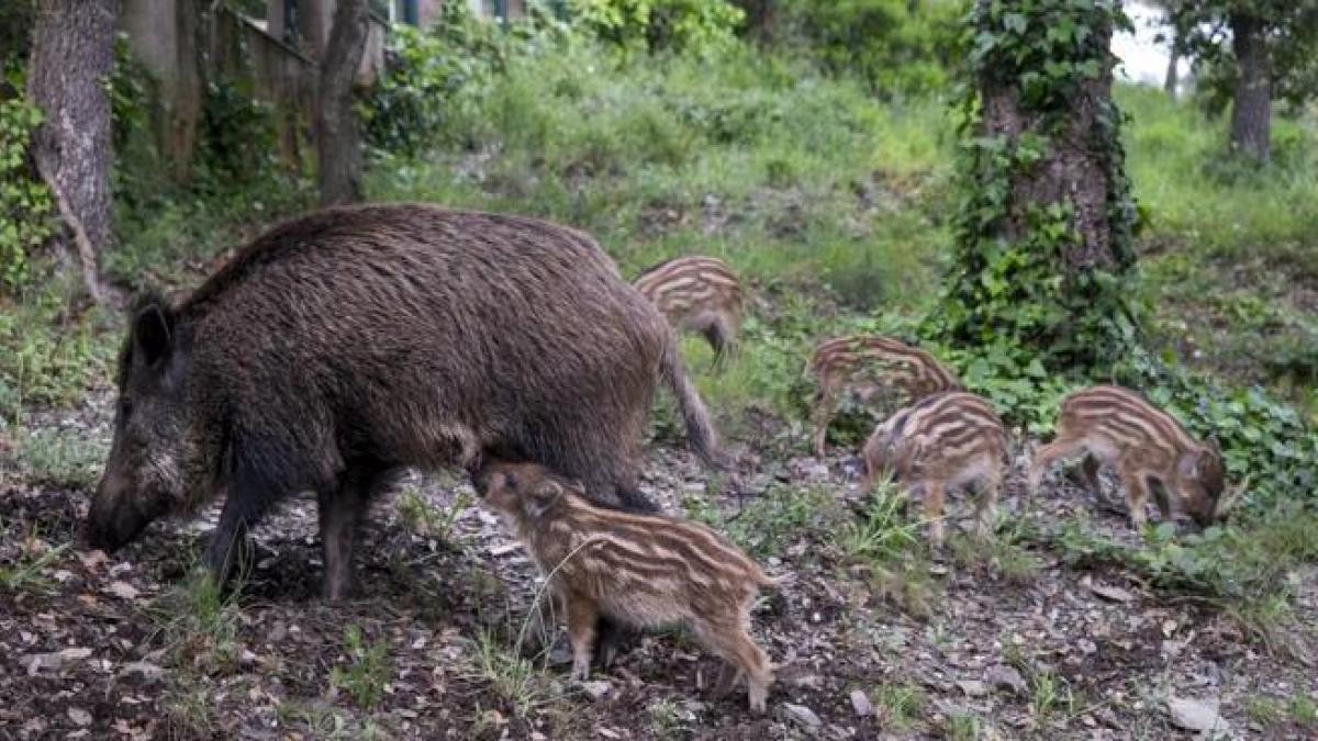 La peste porcina africana obliga a bloquear las exportaciones de cerdo a 40 países