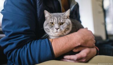 ADN antiguo cambia todo lo que sabíamos sobre los gatos – DW – 28/11/2025