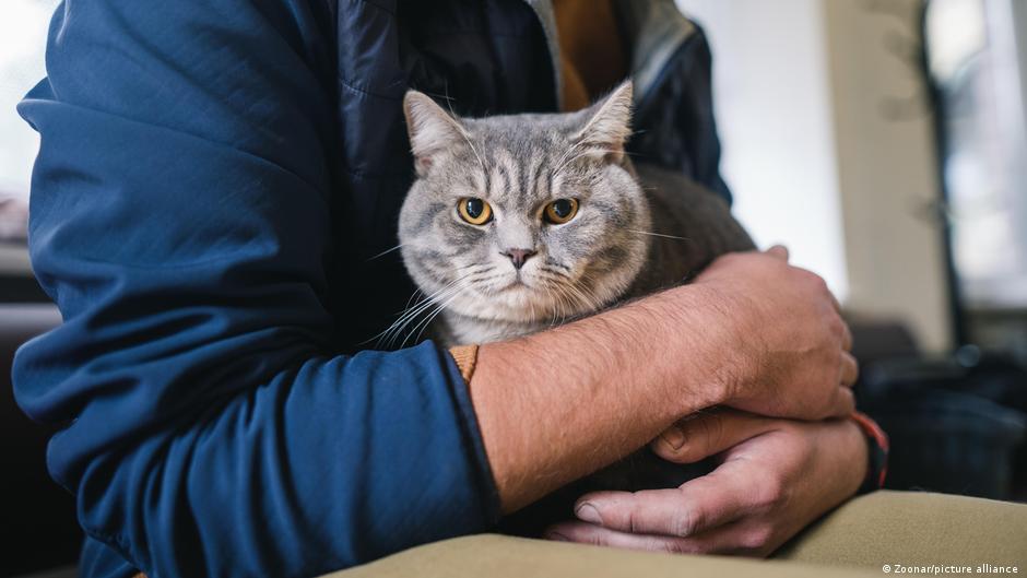 ADN antiguo cambia todo lo que sabíamos sobre los gatos – DW – 28/11/2025