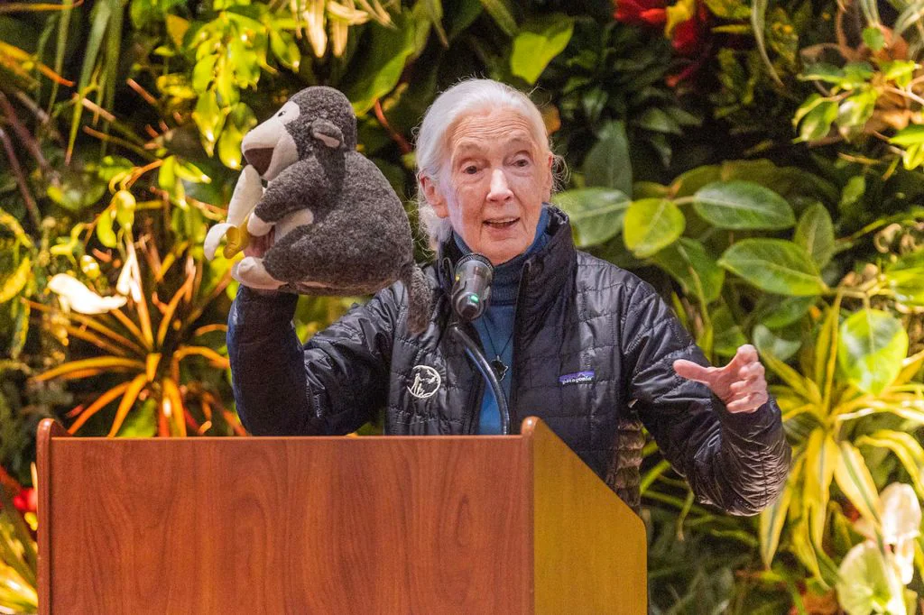 Jane Goodall y el chimpancé de peluche que le acompañaba en sus conferencias con los niños
