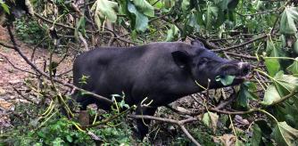 foto XAVIER CERVERA 24/07/2020 almuerzo de un jabali (porc senglar) come la hoja de una higuera junto al (calle entre casas y bosque) cami del panta ,de vallvidrera, cerca ffcc les planes, barcelona; por necesidad alimenticia cada vez se acercan mas a zonas urbanas esta especie que vive en Collserola parc natural