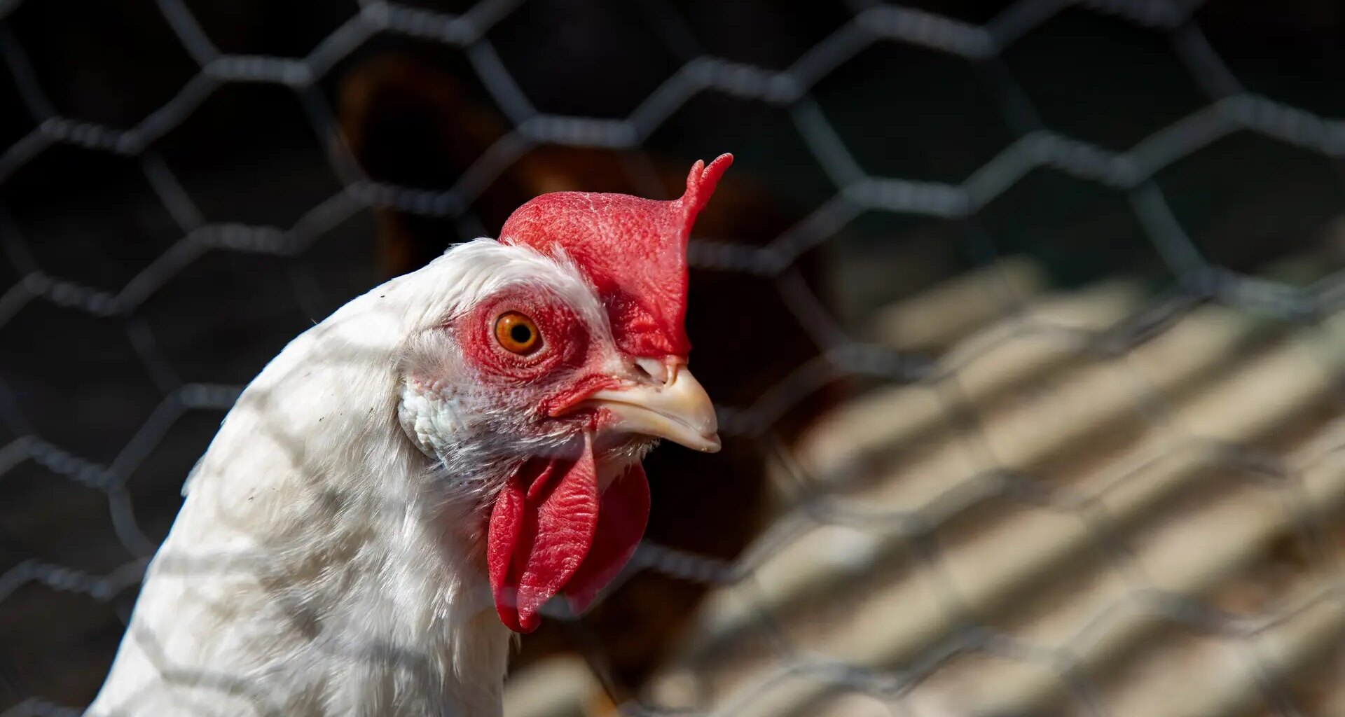 el Gobierno prohibe la cría de aves de corral al aire libre
