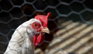 el Gobierno prohibe la cría de aves de corral al aire libre