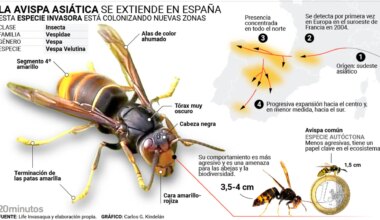 publican la guía definitiva para controlar su avance en toda España