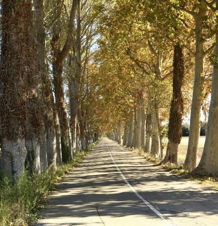 Otoño en Torroella de Montgrí.