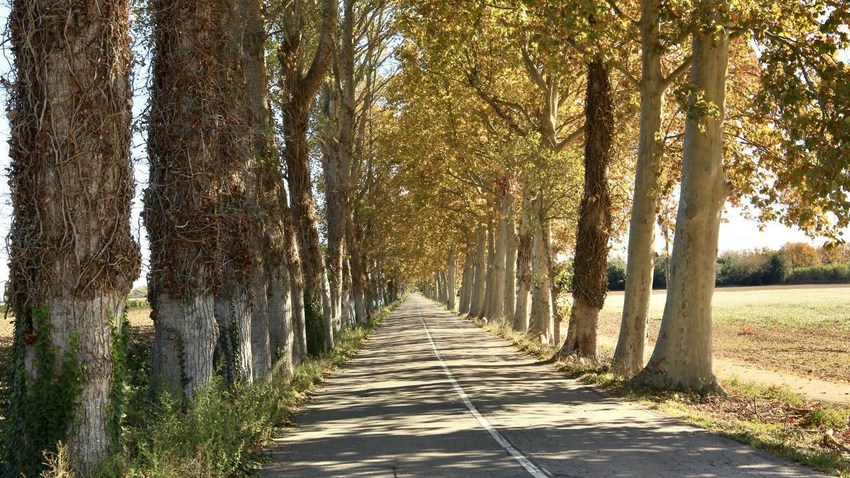 Carretera al otoño en Torroella de Montgrí