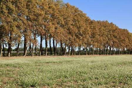 Otoño en Torroella de Montgrí.
