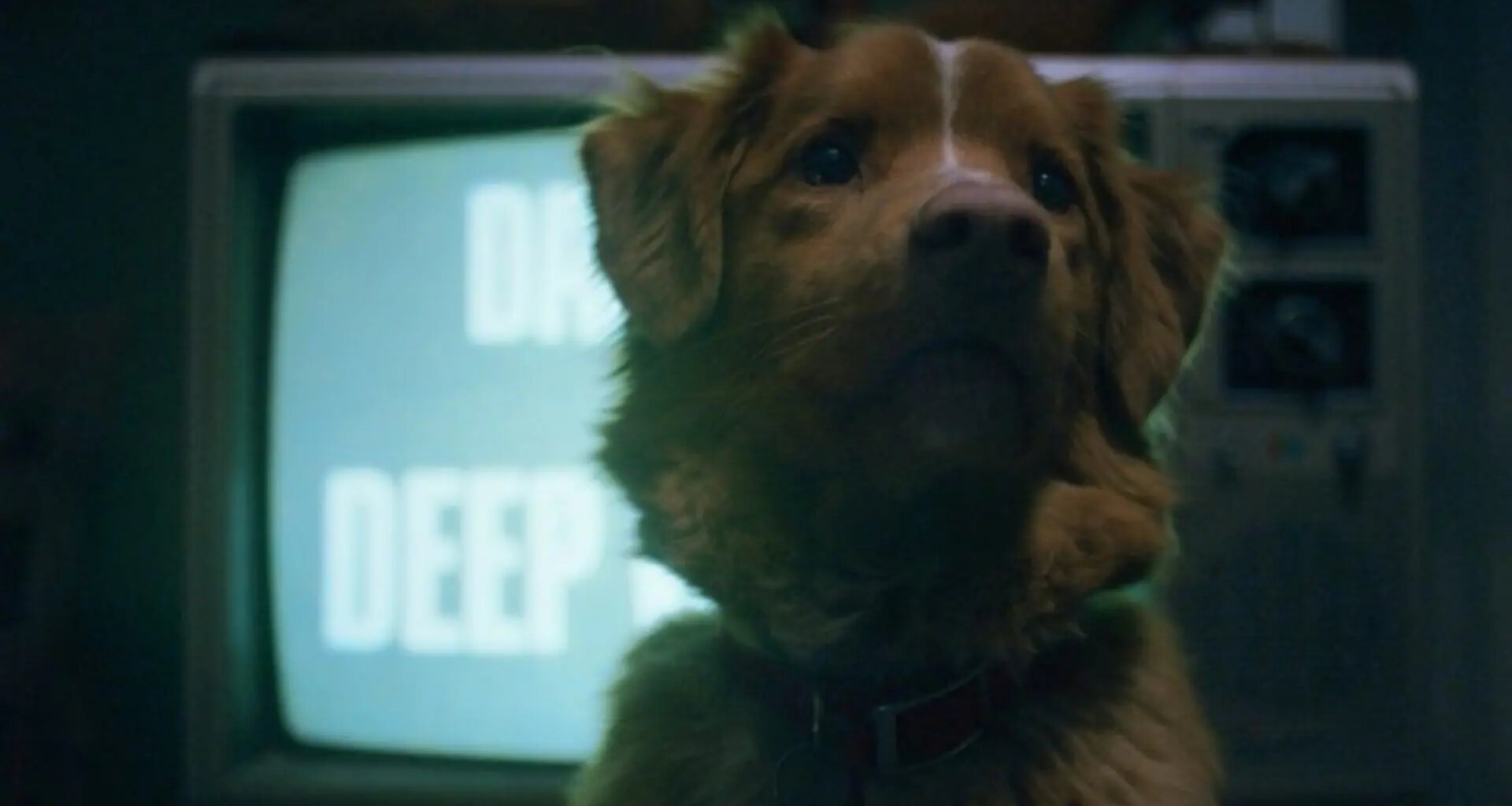 Filmin pone fecha a la llegada de la película de terror que arrasó este año con su punto de vista perruno