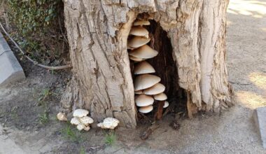 Una casa en el árbol para las setas