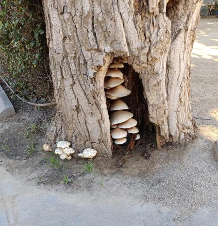 Setas dentro de un tronco, en Cambrils.
