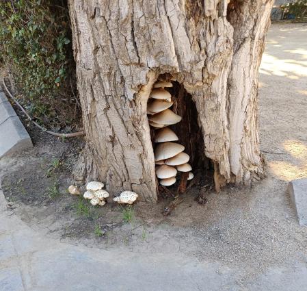 Setas dentro de un tronco, en Cambrils.