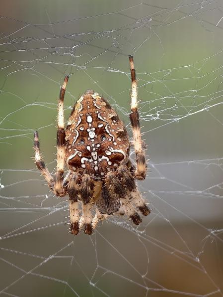 Araña de la cruz, en su telaraña en el jardín, en Náquera.