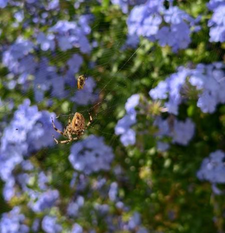 Araña de la cruz, en su telaraña en el jardín, en Náquera.