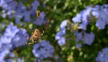El jardín tejido por la araña de la cruz