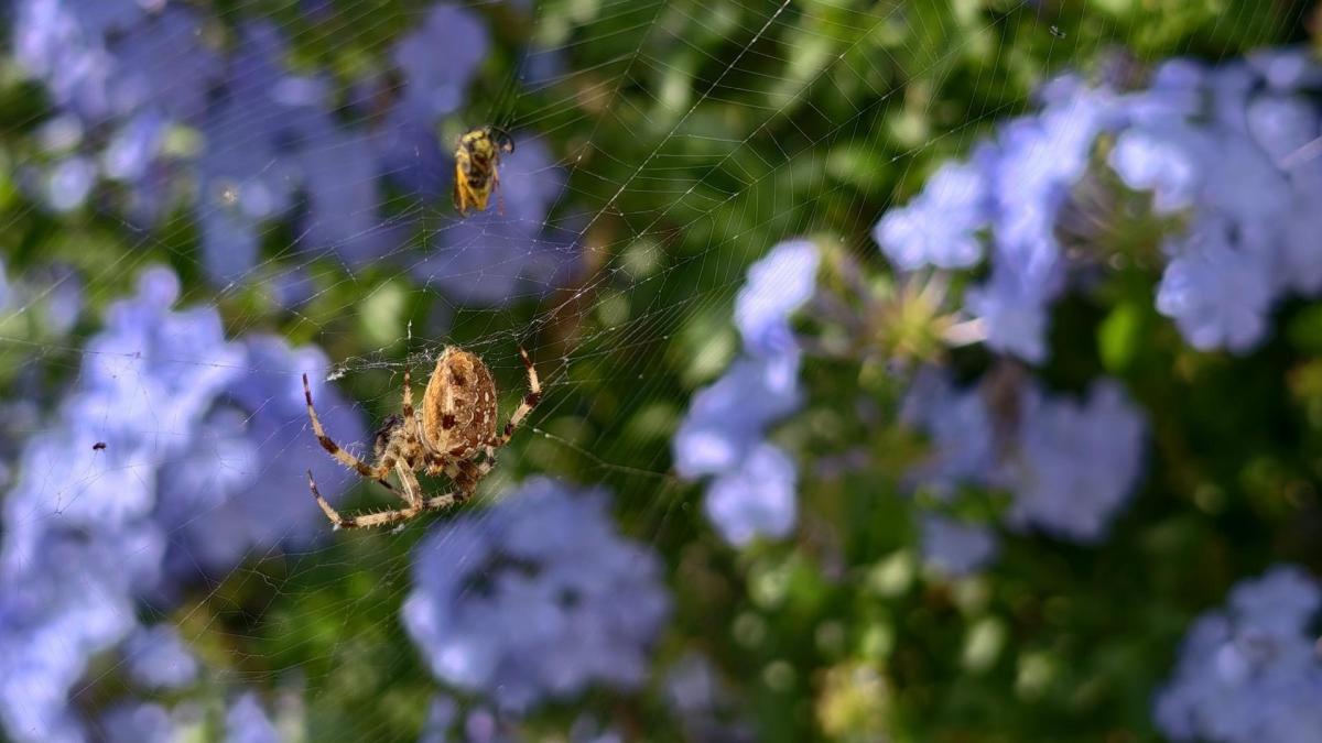 El jardín tejido por la araña de la cruz