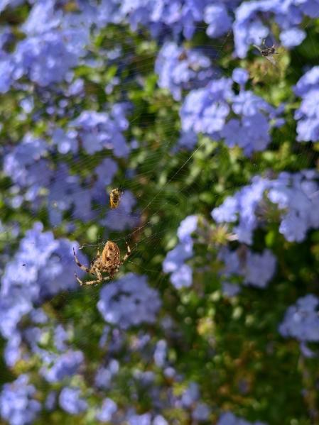Araña de la cruz, en su telaraña en el jardín, en Náquera.