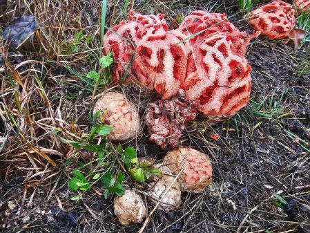 Clathrus ruber, en el Lluçanès.