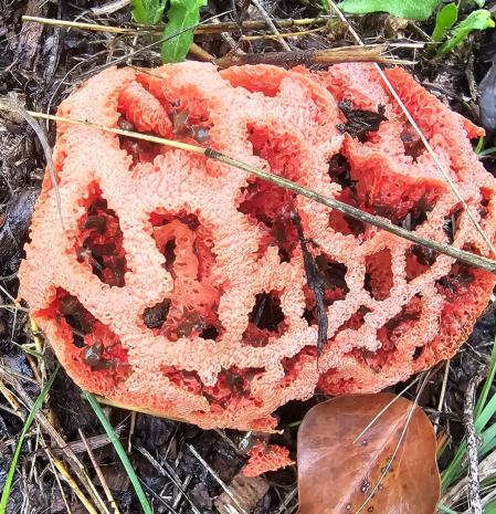 Clathrus ruber, en el Lluçanès.