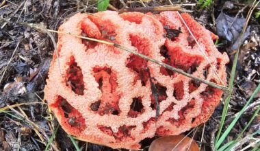 La reja del diablo en el bosque del Lluçanès