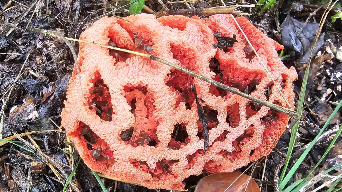 La reja del diablo en el bosque del Lluçanès