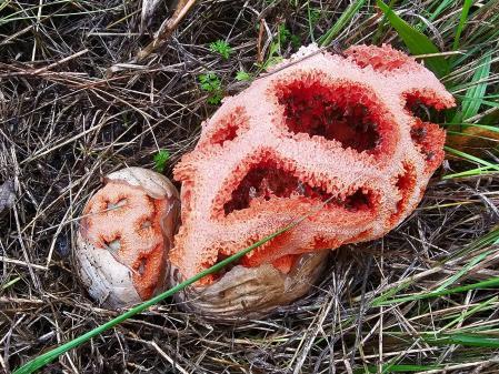 Clathrus ruber, en el Lluçanès.