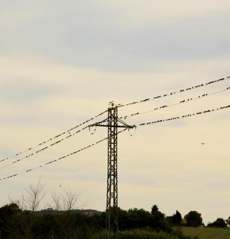 La partitura de los estorninos en Pals.