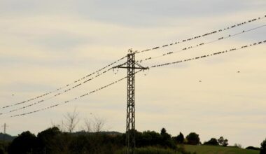 La partitura de los estorninos en Pals