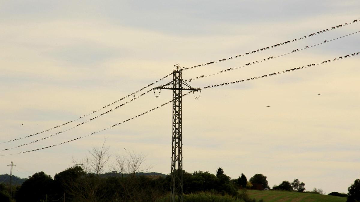 La partitura de los estorninos en Pals