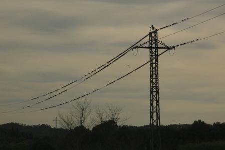 La partitura de los estorninos en Pals.