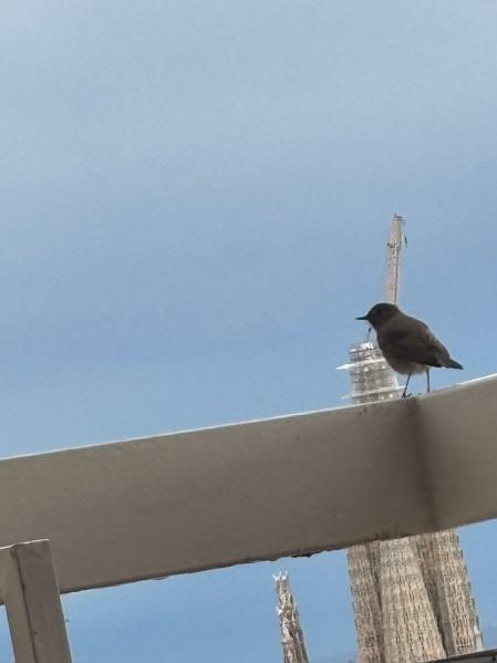 Controlando las obras de la Sagrada Familia.