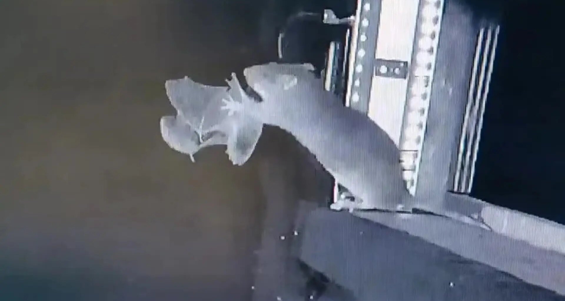 Captan por primera vez a una rata cazando al vuelo a un murciélago: por qué preocupa a la ciencia - 20Minutos