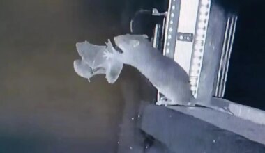 Captan por primera vez a una rata cazando al vuelo a un murciélago: por qué preocupa a la ciencia - 20Minutos