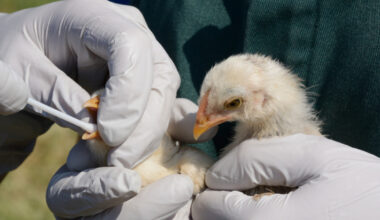 ¿una nueva era en la regeneración cerebral después de un ictus?