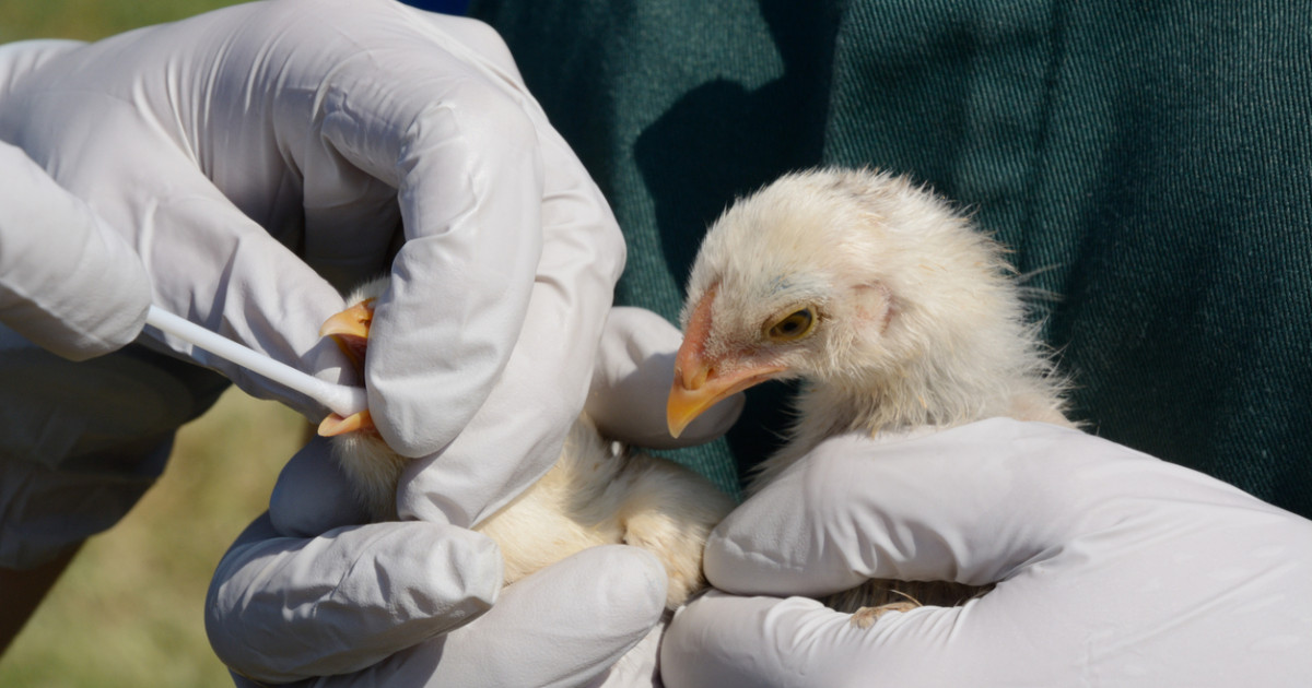 ¿una nueva era en la regeneración cerebral después de un ictus?