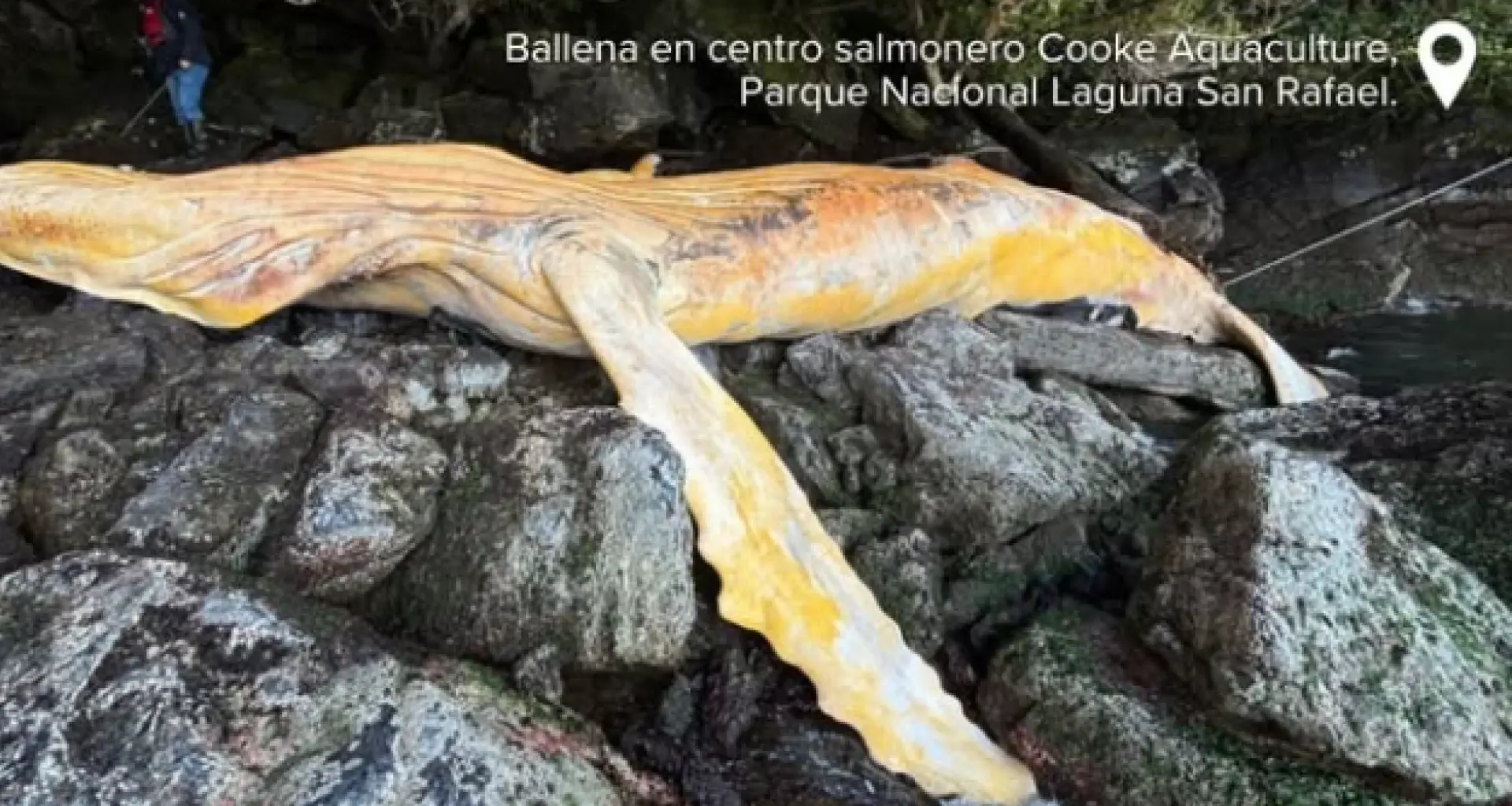 Greenpeace denuncia obstruccionismo de las empresas salmoneras en la investigación por la muerte de dos ballenas en Chile